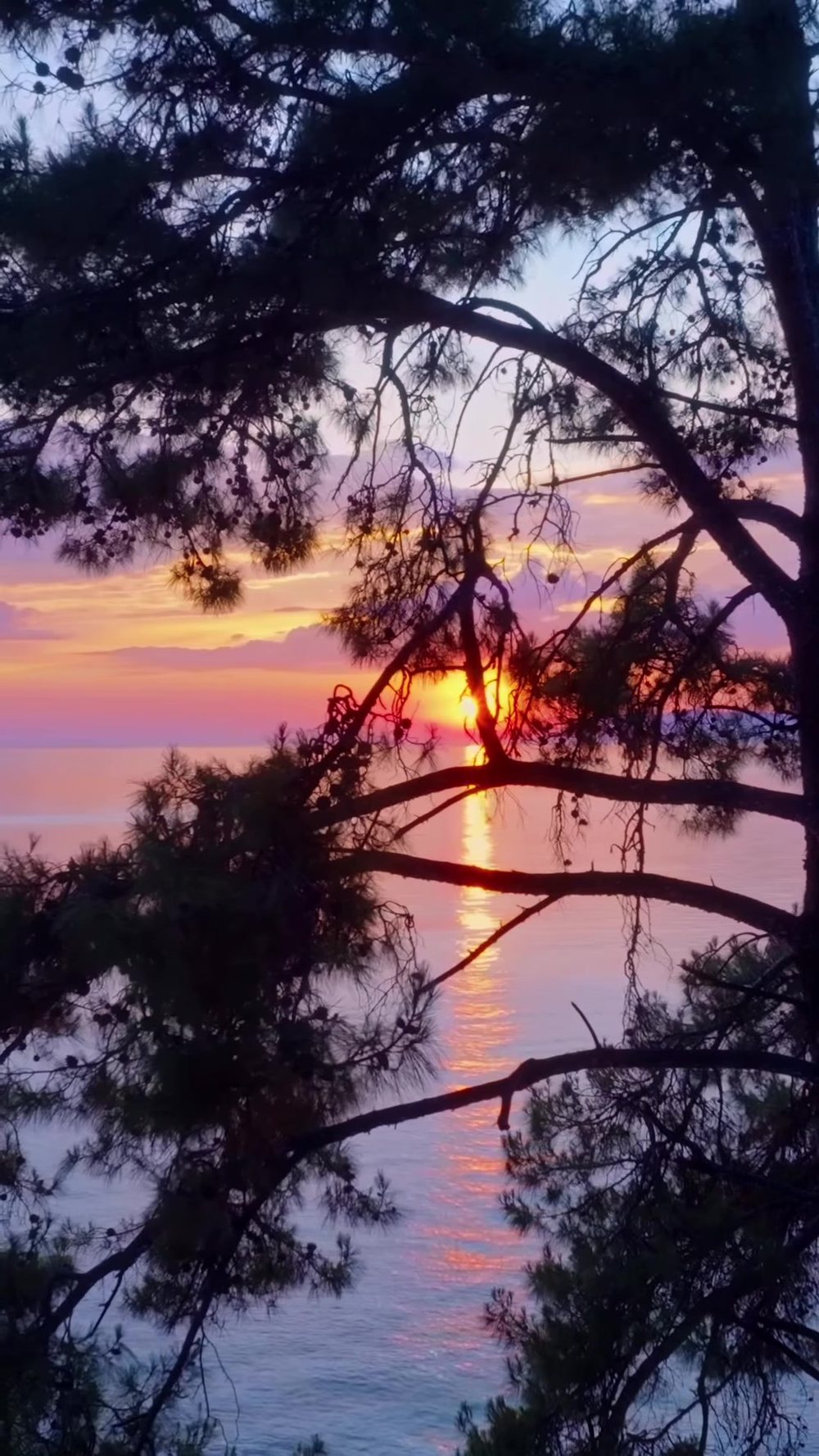 Sunset through the pines at Perdue