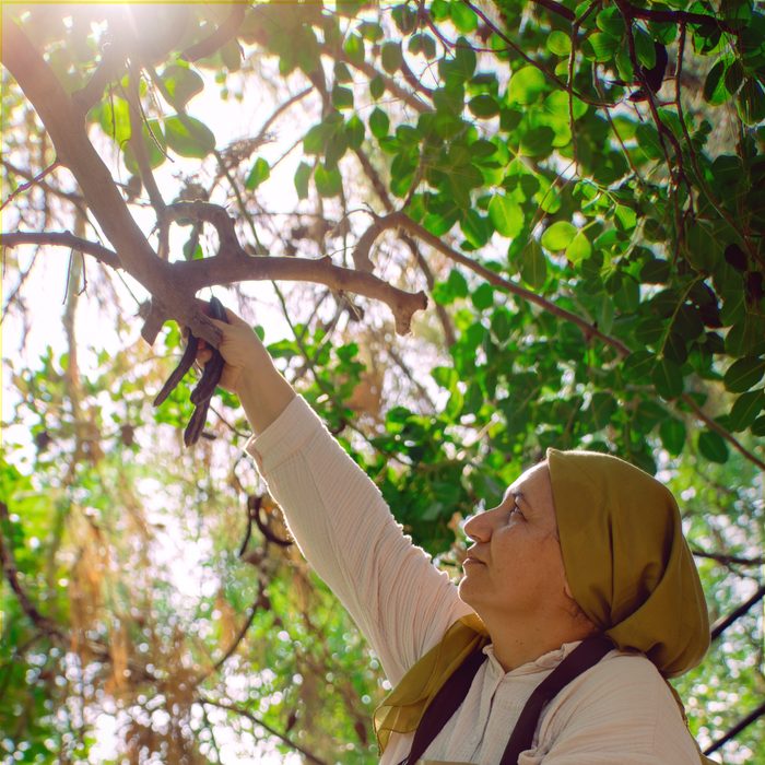 Reaching into the carob tree during the harvest